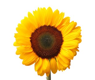 One beautiful sunflower with bright petals isolated on white