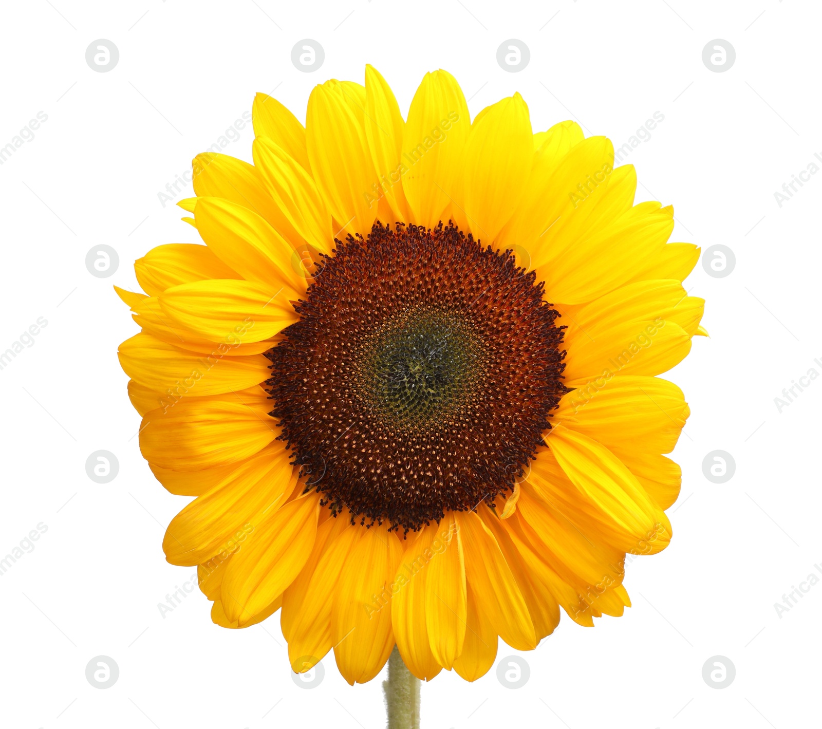 Photo of One beautiful sunflower with bright petals isolated on white