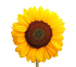 Photo of One beautiful sunflower with bright petals isolated on white