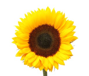 One beautiful sunflower with bright petals isolated on white