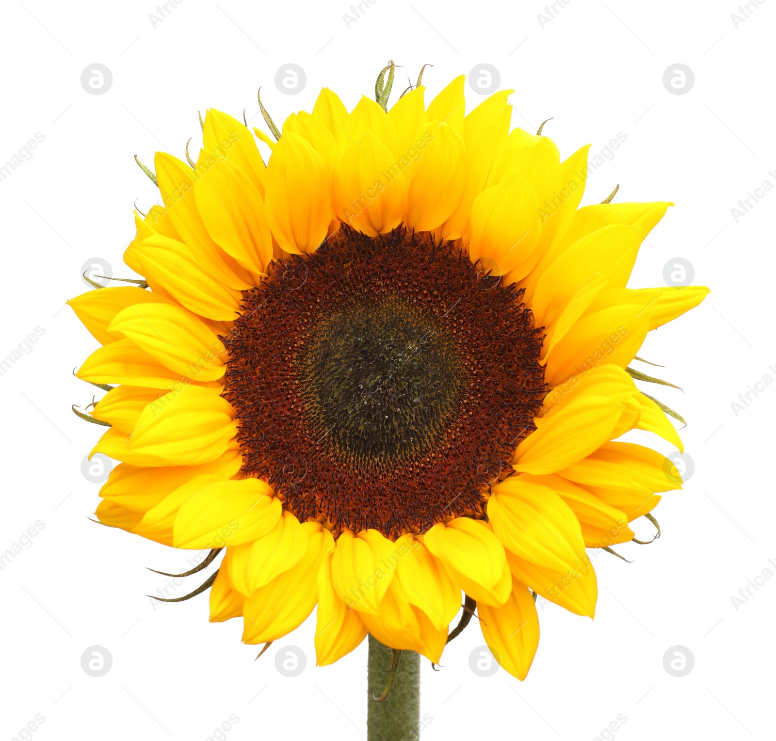 Photo of One beautiful sunflower with bright petals isolated on white