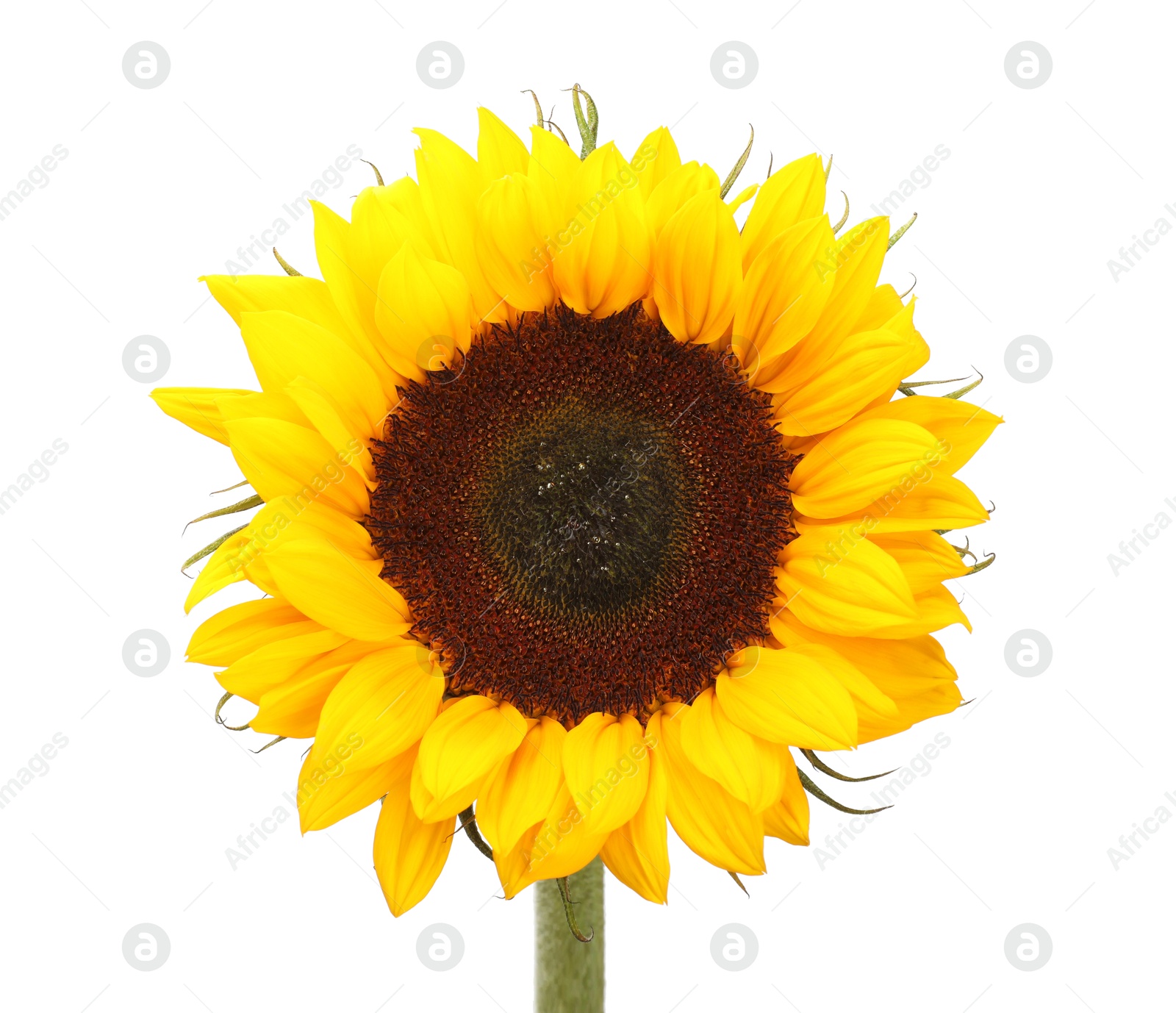 Photo of One beautiful sunflower with bright petals isolated on white