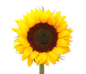 Photo of One beautiful sunflower with bright petals isolated on white