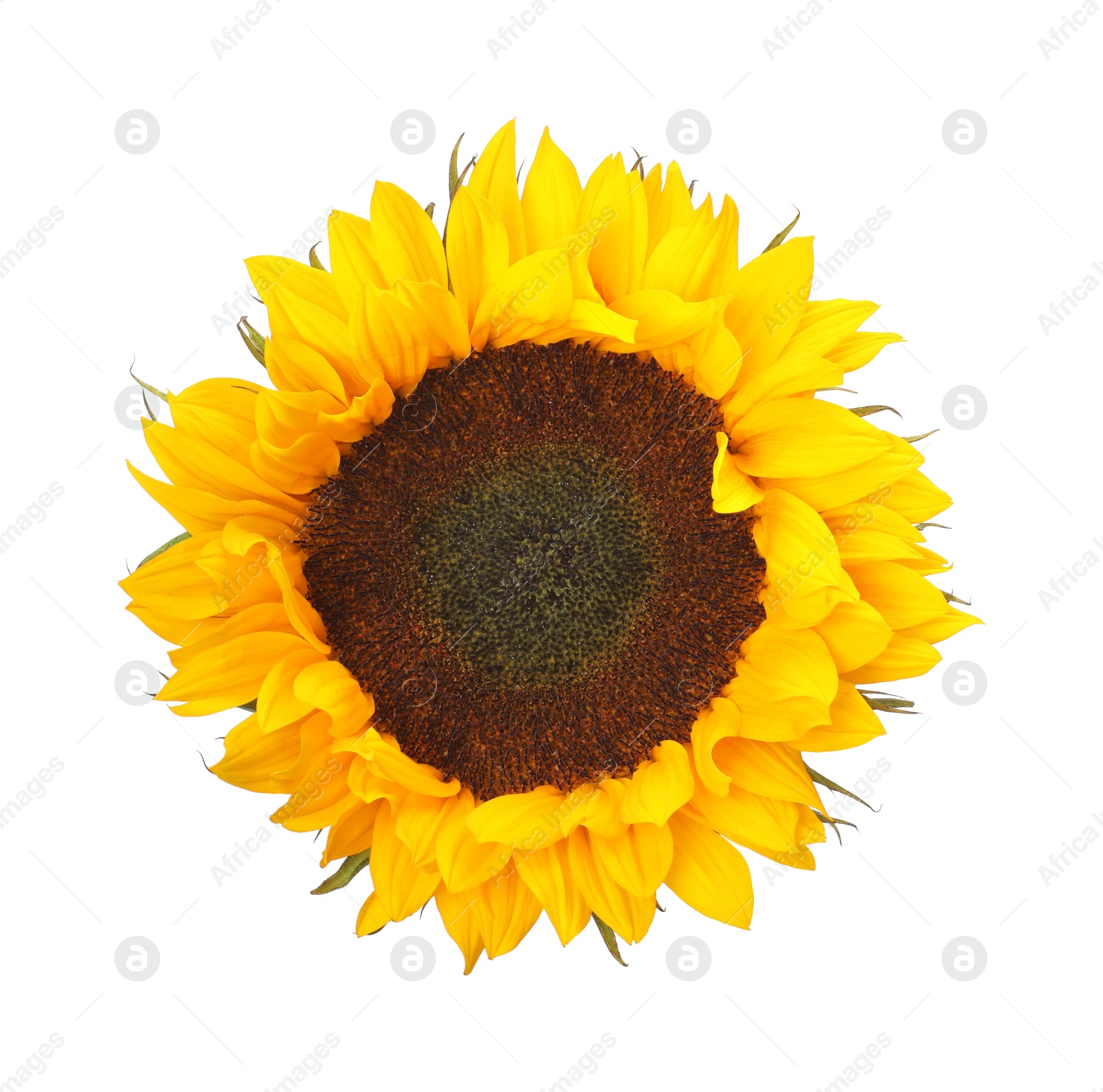 Photo of One beautiful sunflower with bright petals isolated on white