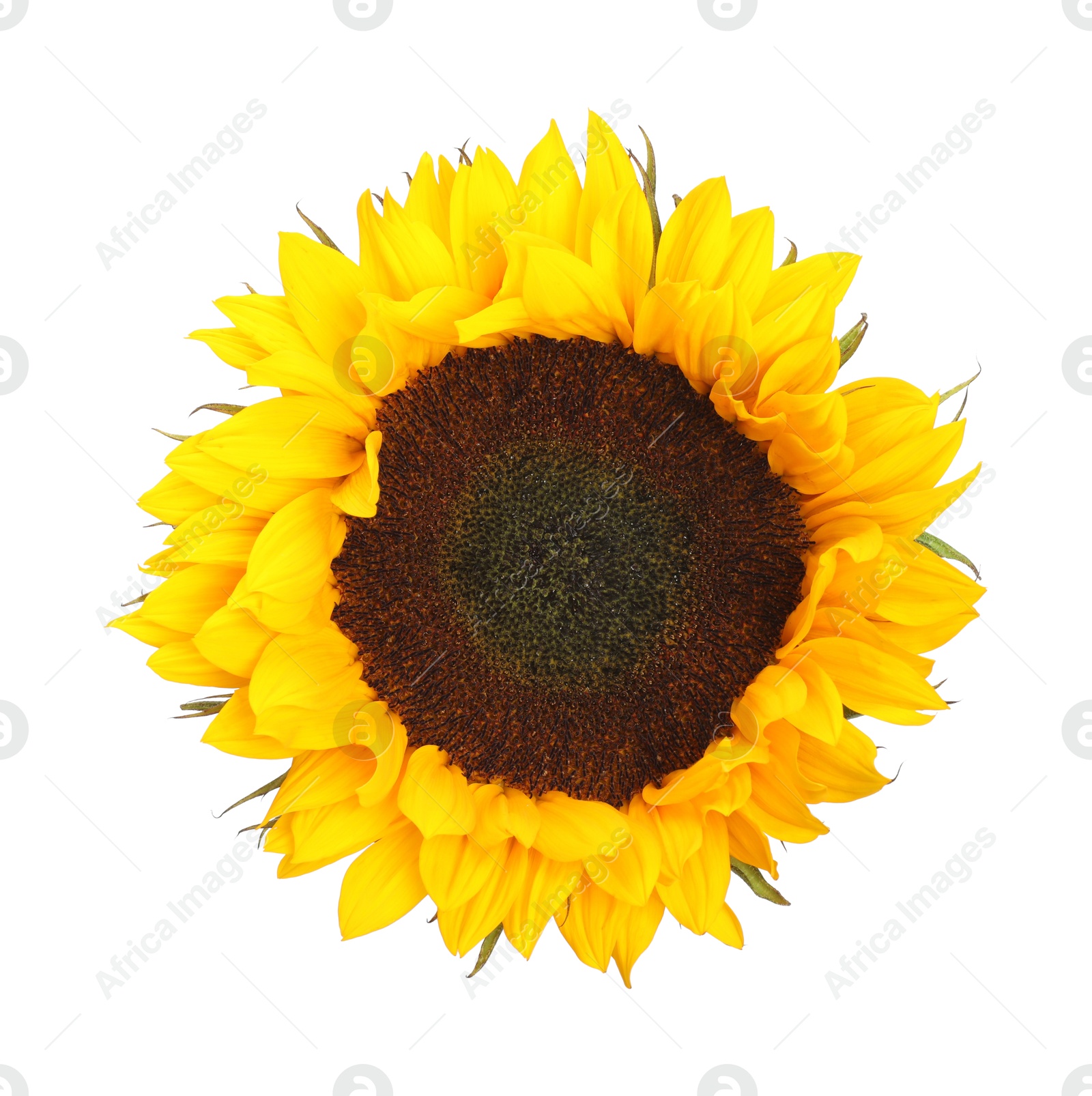 Photo of One beautiful sunflower with bright petals isolated on white