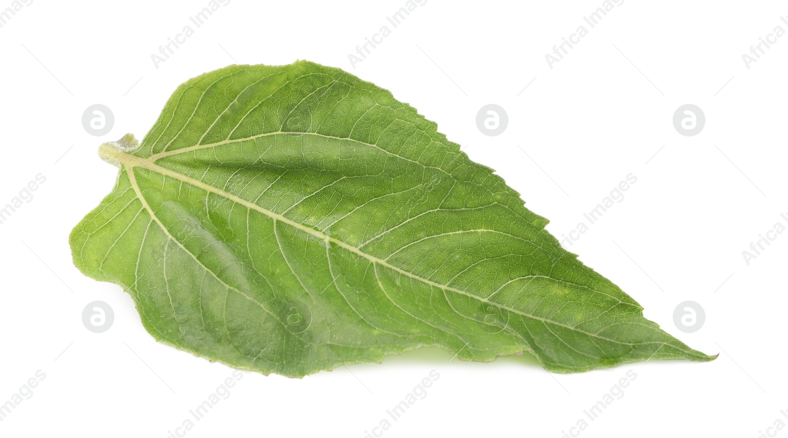 Photo of One green sunflower leaf isolated on white