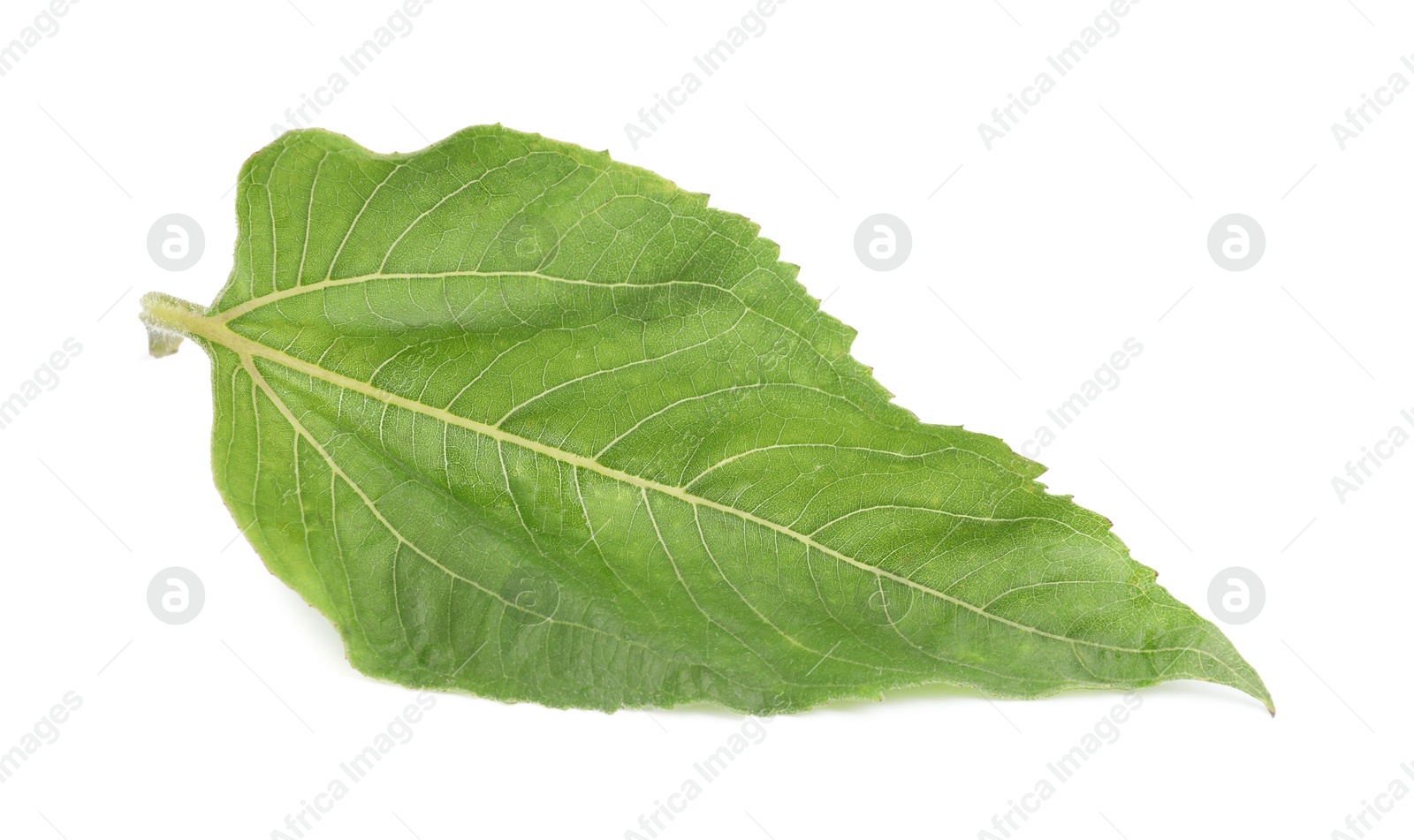 Photo of One green sunflower leaf isolated on white