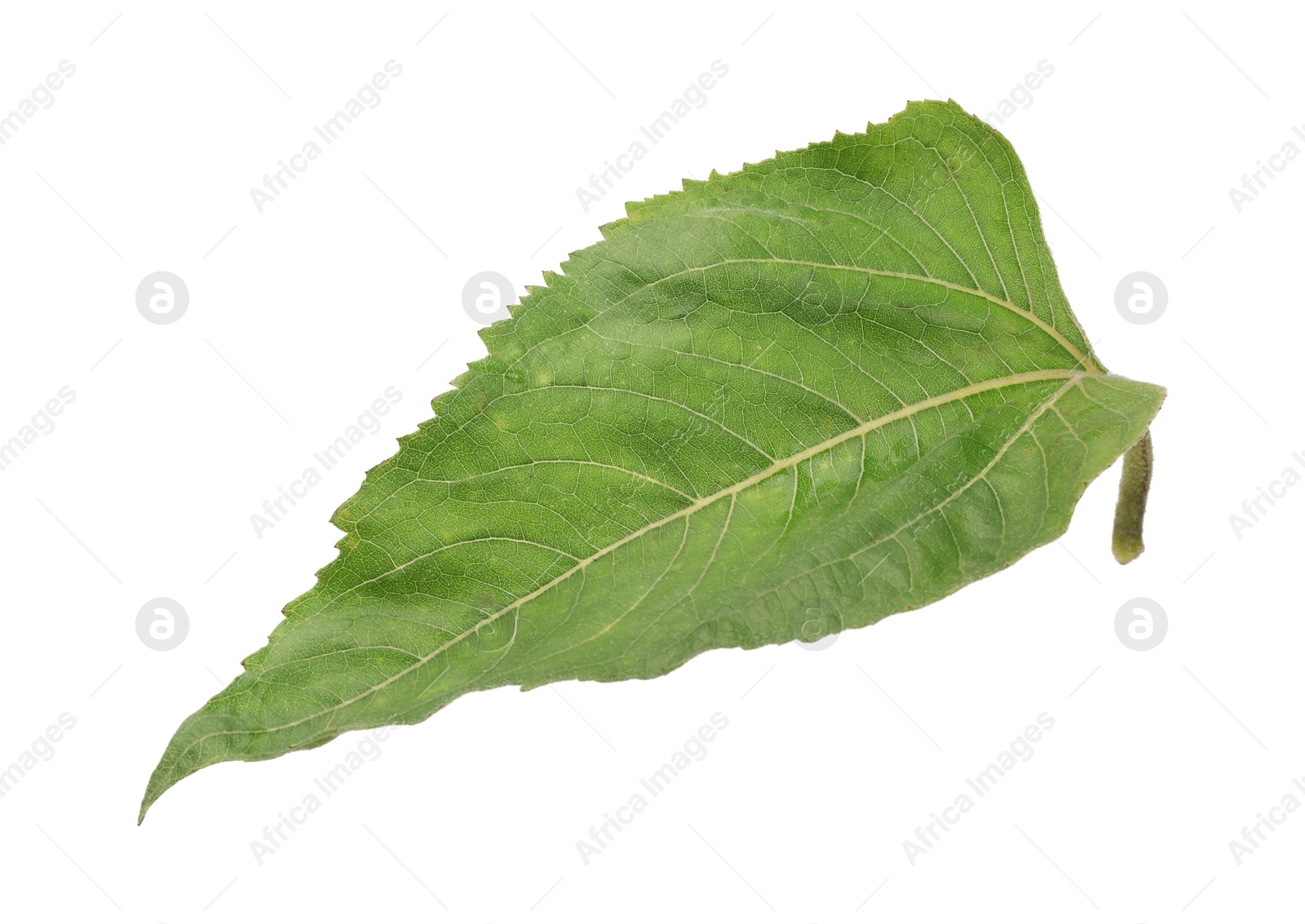 Photo of One green sunflower leaf isolated on white