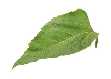 Photo of One green sunflower leaf isolated on white