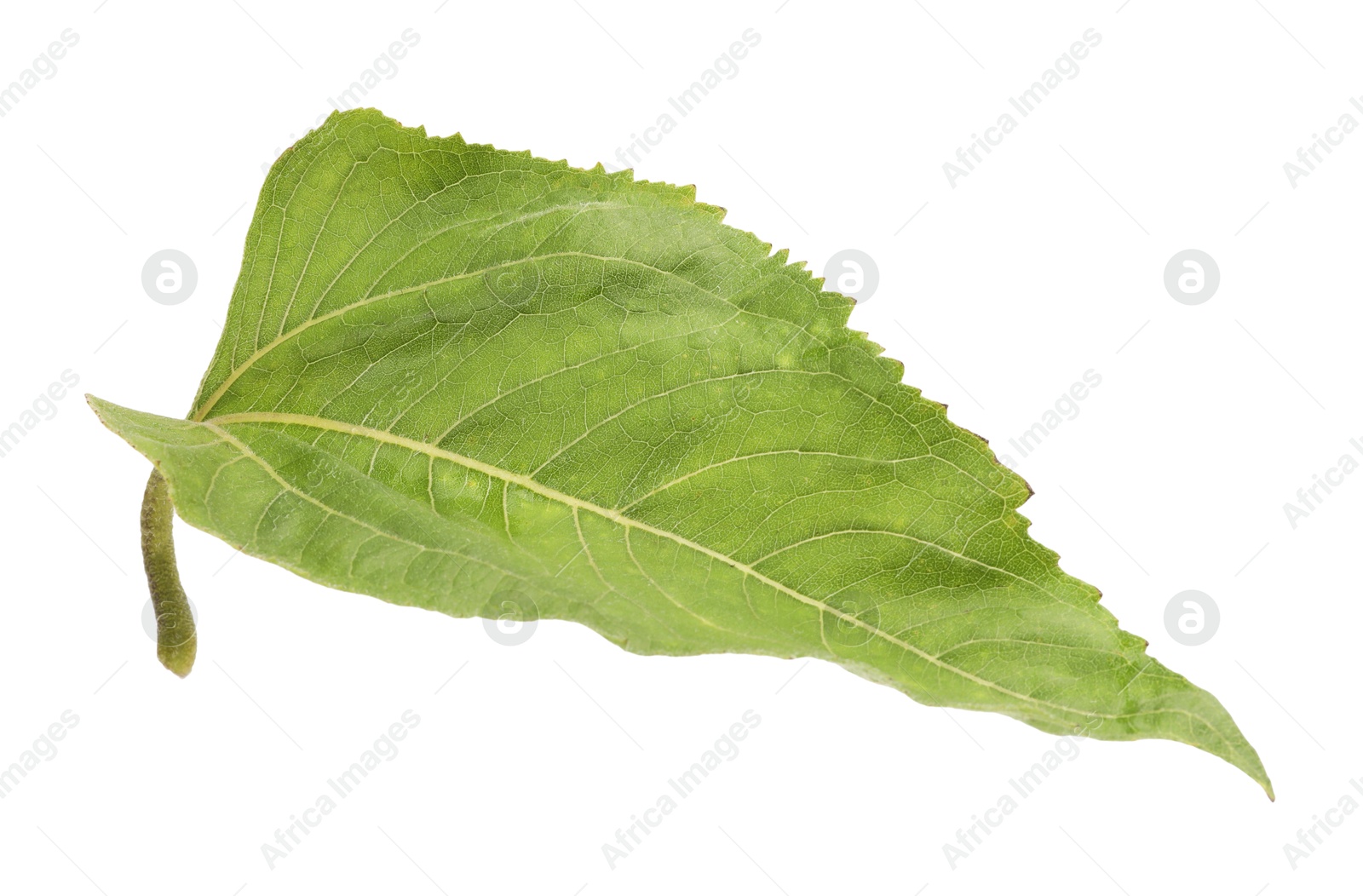 Photo of One green sunflower leaf isolated on white