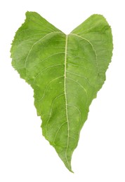 Photo of One green sunflower leaf isolated on white