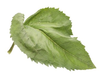 One green sunflower leaf isolated on white