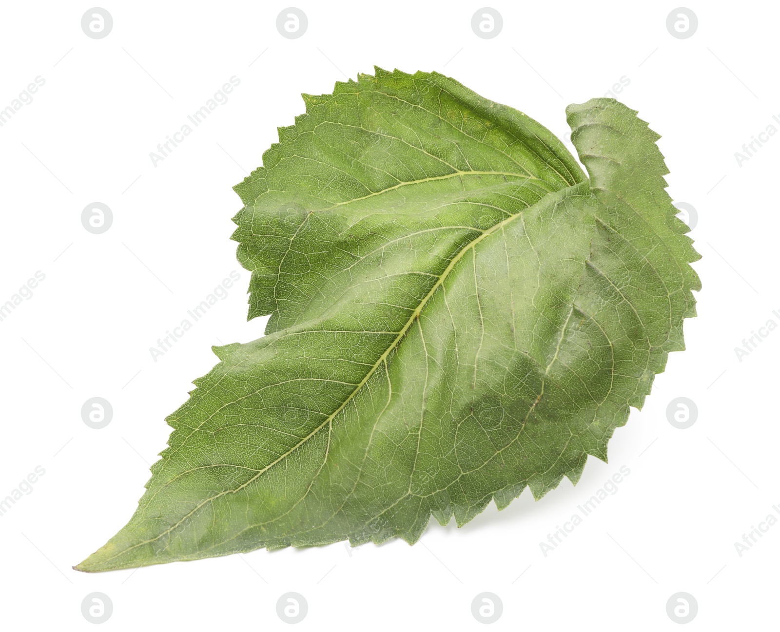 Photo of One green sunflower leaf isolated on white