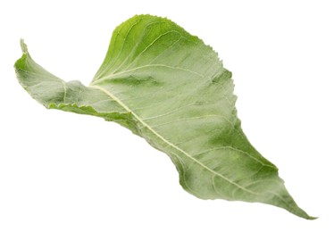 One green sunflower leaf isolated on white