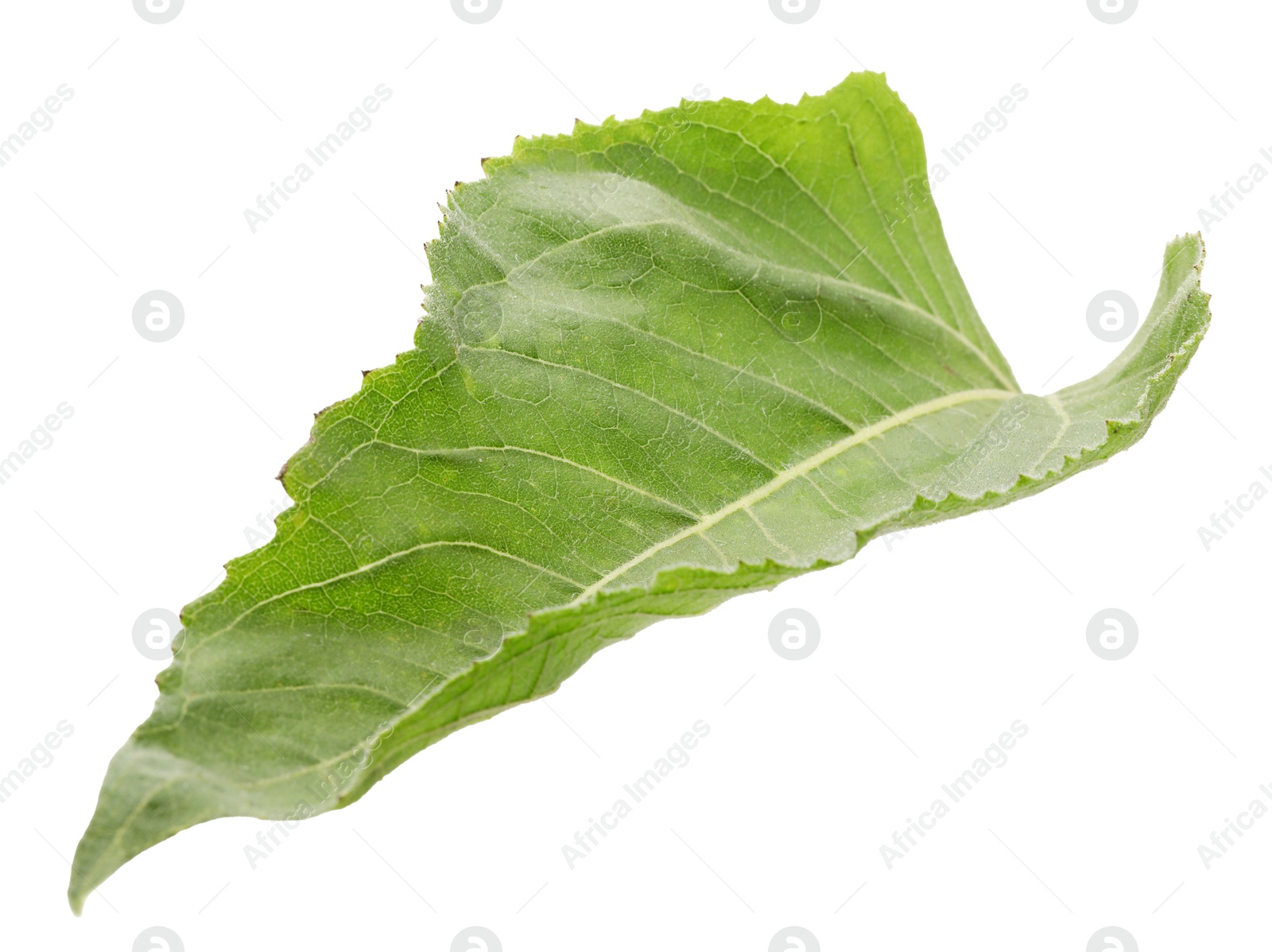 Photo of One green sunflower leaf isolated on white