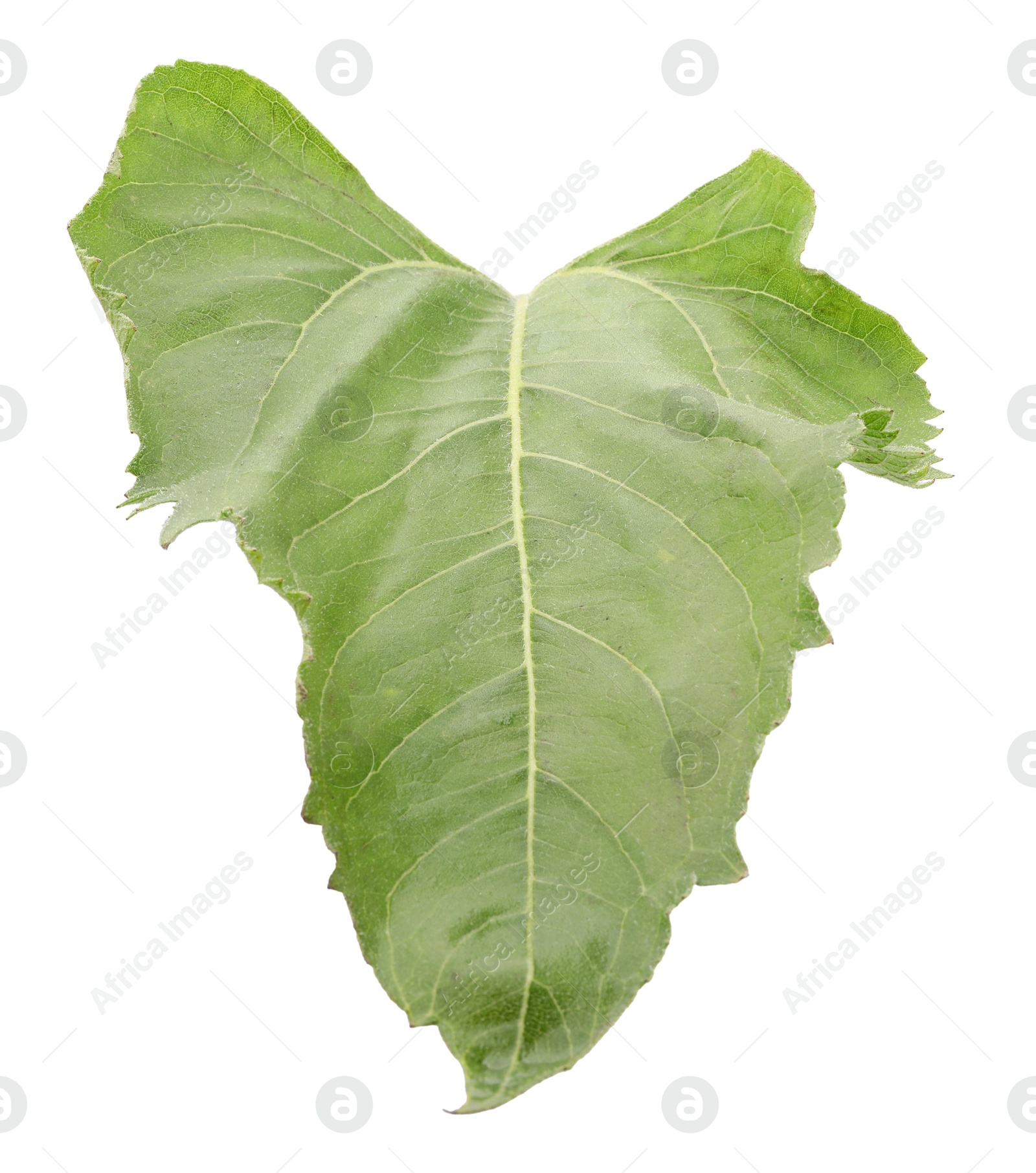 Photo of One green sunflower leaf isolated on white