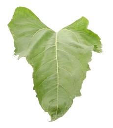 One green sunflower leaf isolated on white