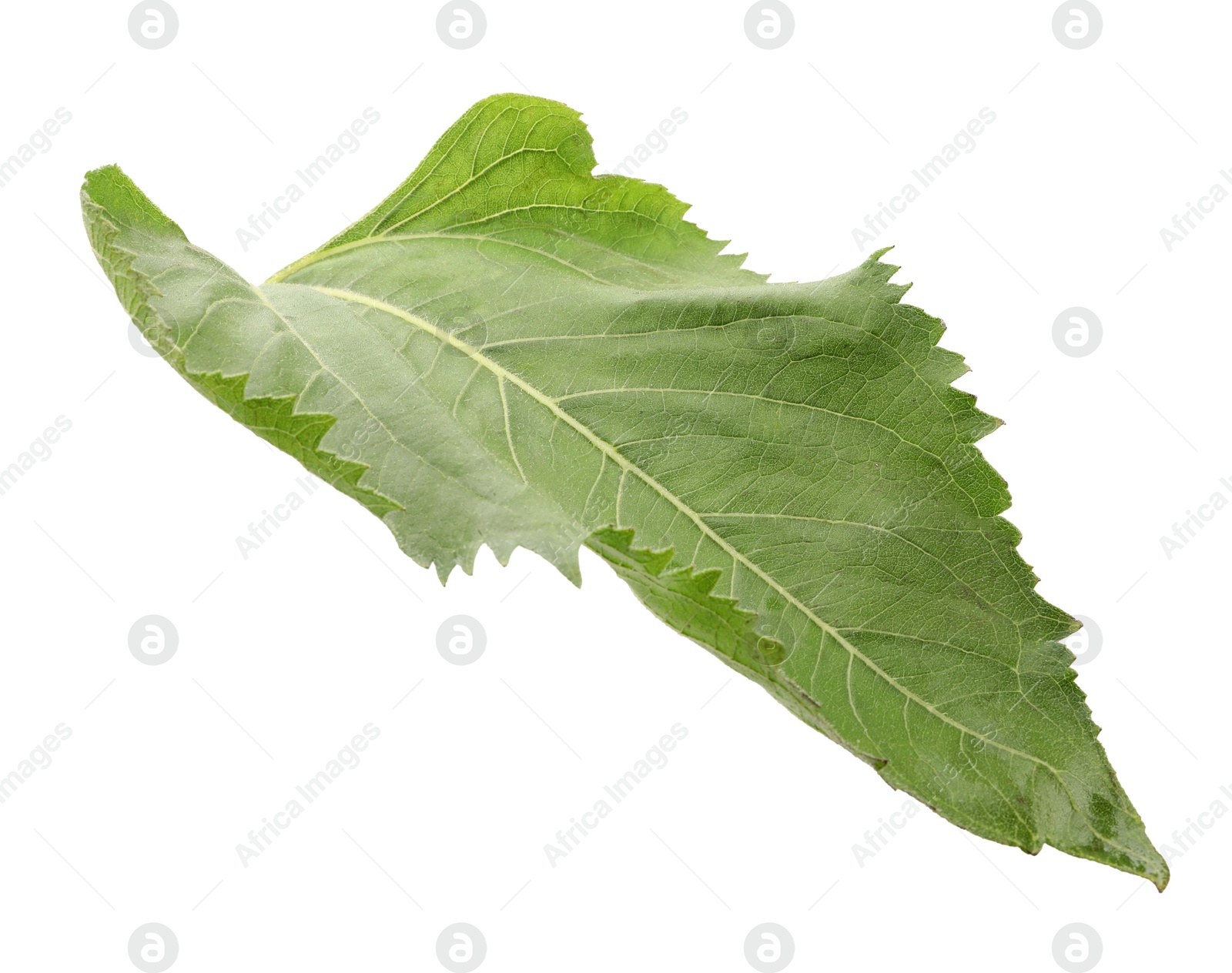 Photo of One green sunflower leaf isolated on white