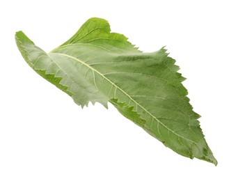 Photo of One green sunflower leaf isolated on white