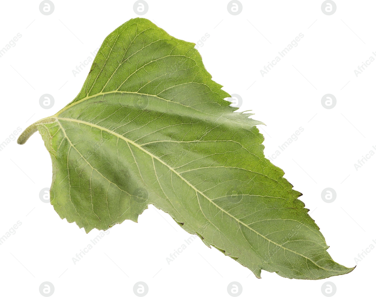 Photo of One green sunflower leaf isolated on white