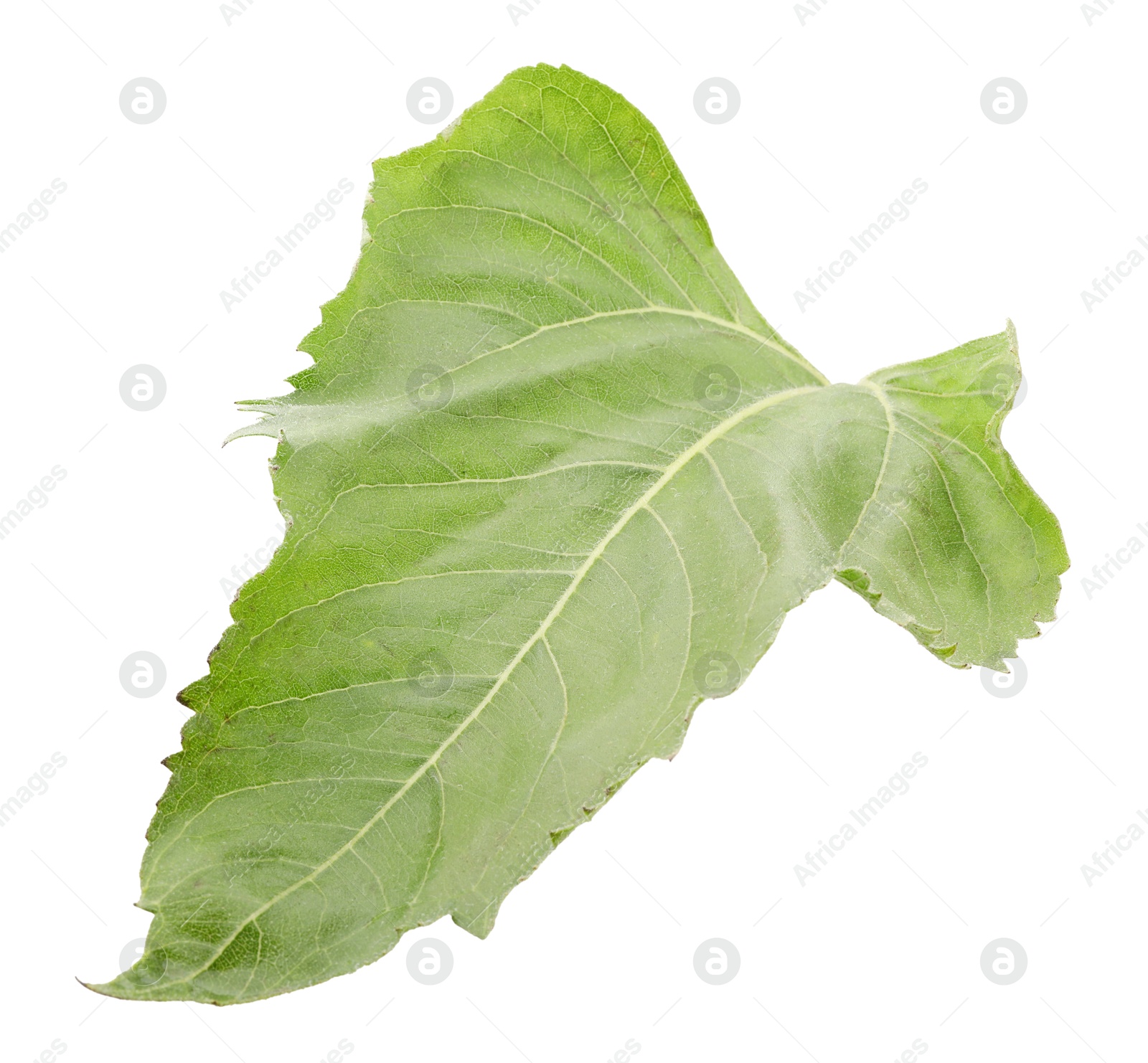 Photo of One green sunflower leaf isolated on white