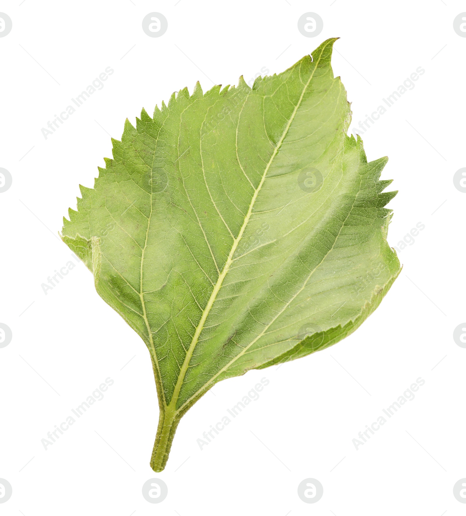 Photo of One green sunflower leaf isolated on white