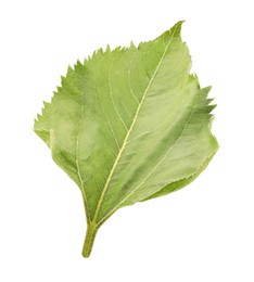 One green sunflower leaf isolated on white