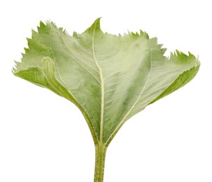 One green sunflower leaf isolated on white