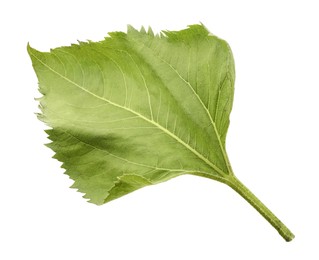 One green sunflower leaf isolated on white