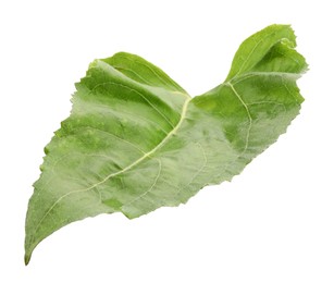 Photo of One green sunflower leaf isolated on white