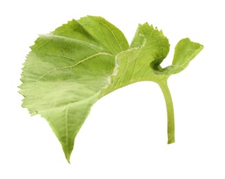 Photo of One green sunflower leaf isolated on white