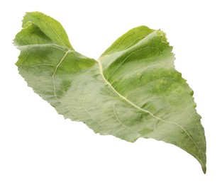 One green sunflower leaf isolated on white