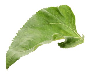 Photo of One green sunflower leaf isolated on white