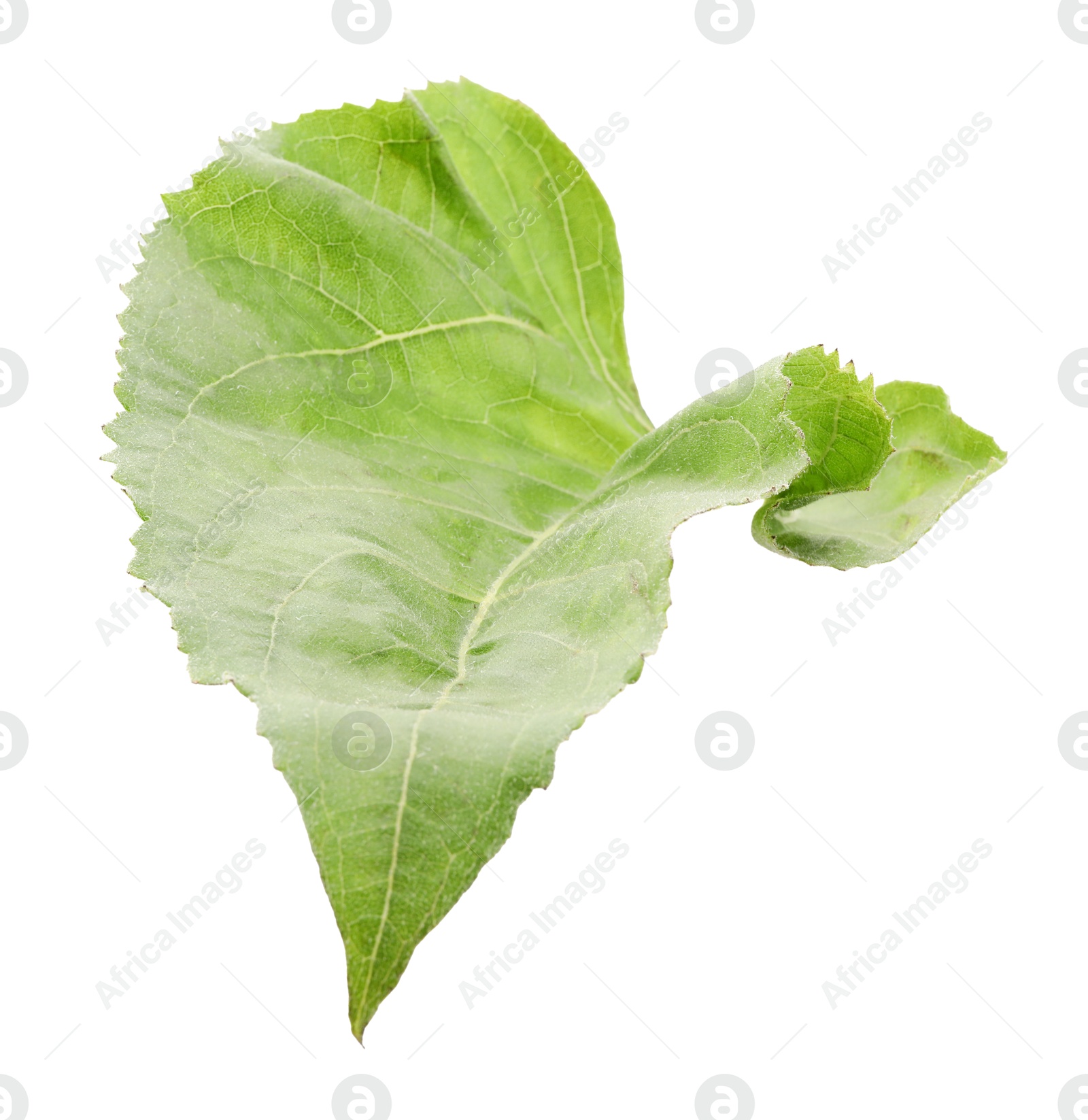 Photo of One green sunflower leaf isolated on white