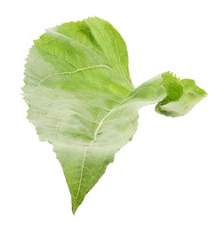 One green sunflower leaf isolated on white