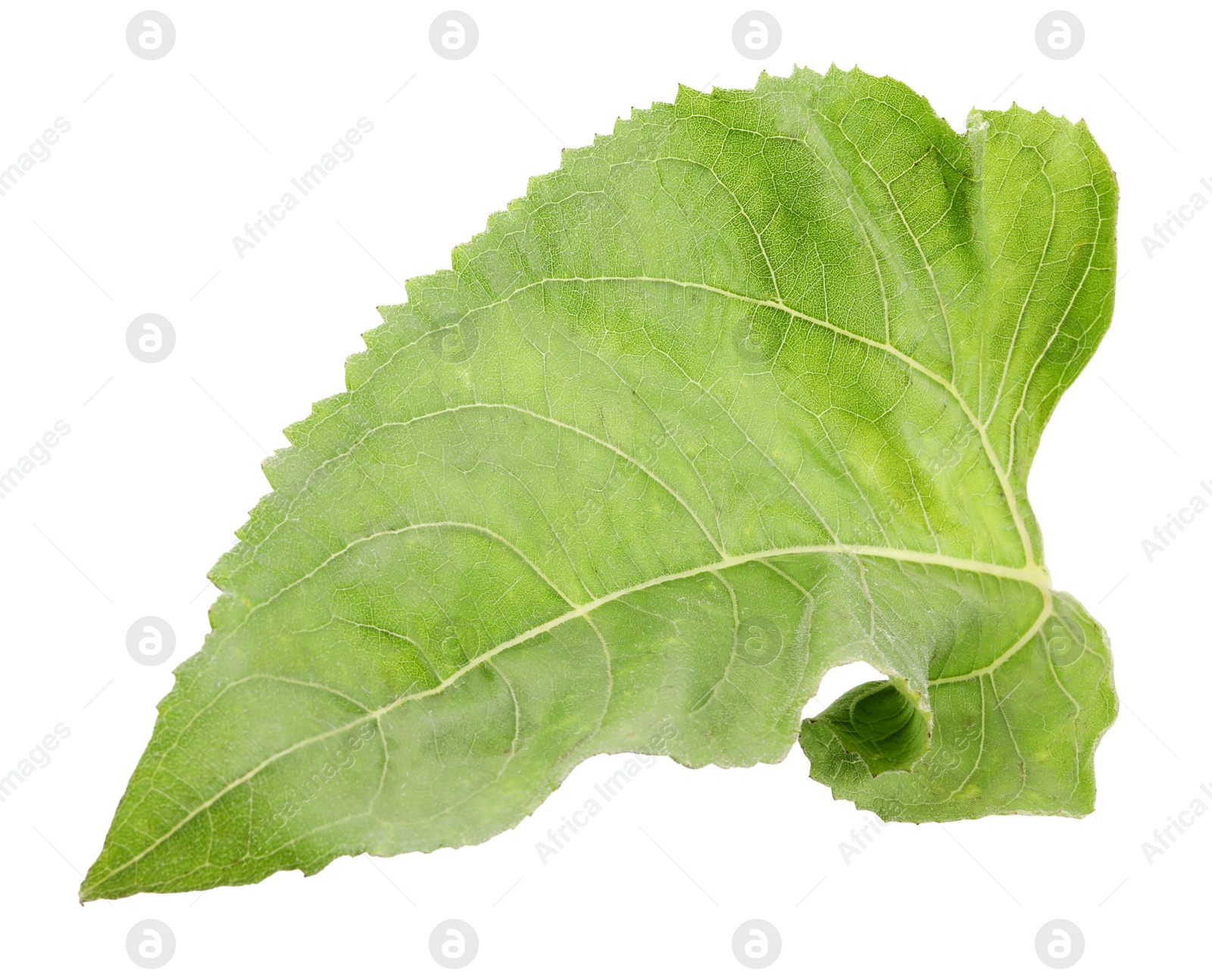 Photo of One green sunflower leaf isolated on white