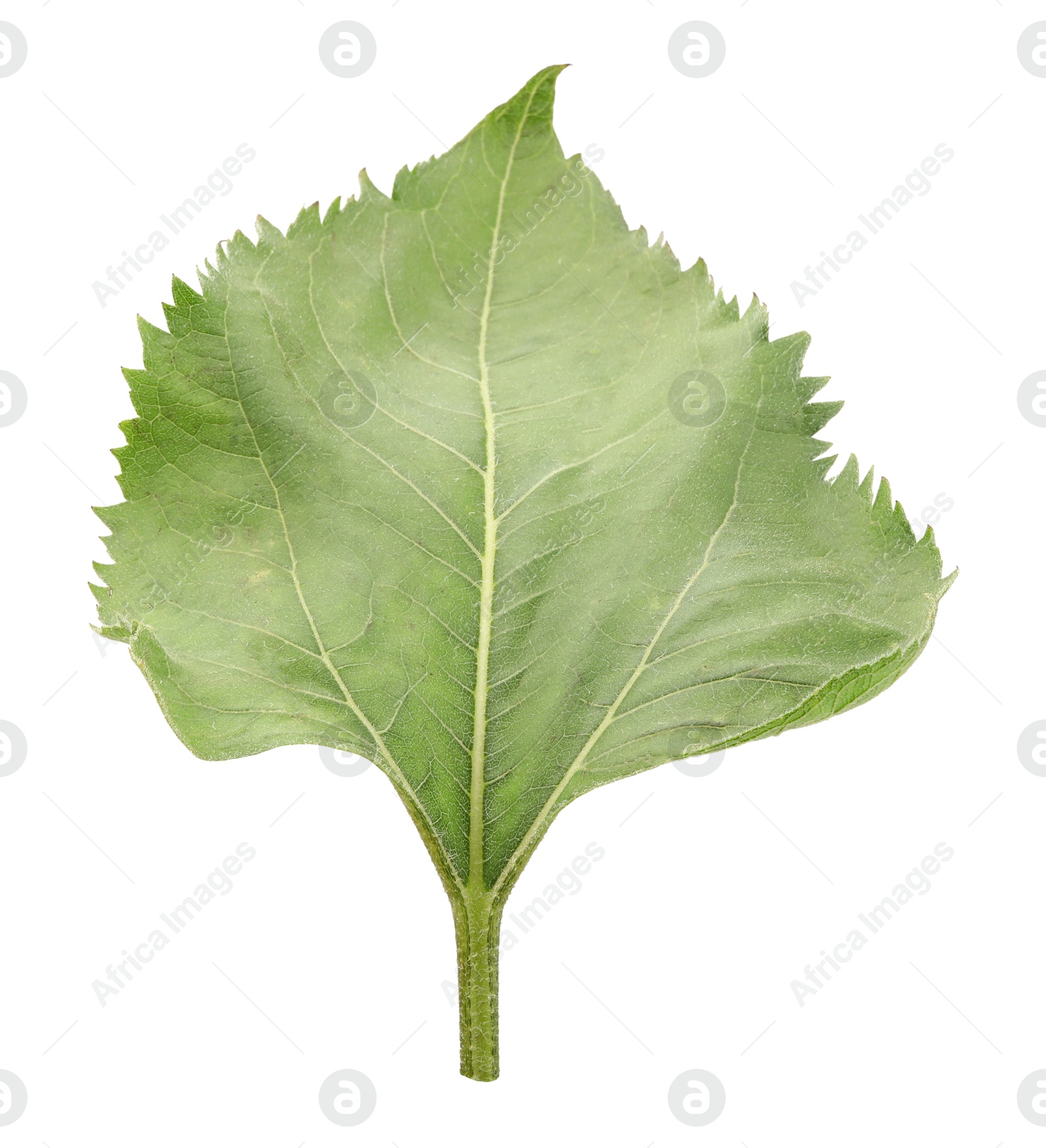 Photo of One green sunflower leaf isolated on white