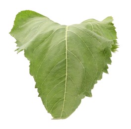 Photo of One green sunflower leaf isolated on white