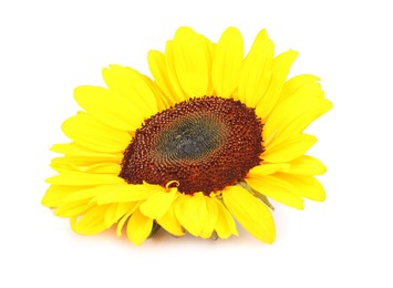 Photo of One beautiful sunflower with bright petals isolated on white