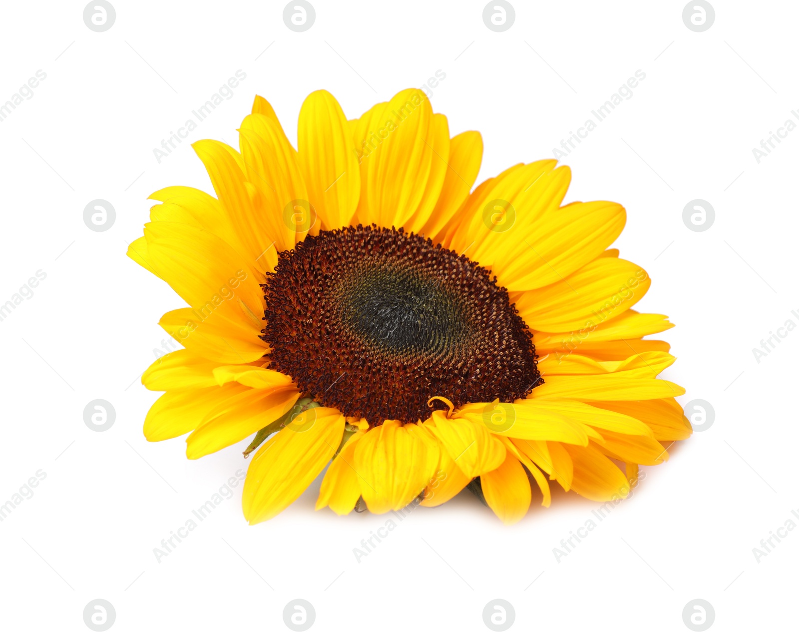 Photo of One beautiful sunflower with bright petals isolated on white