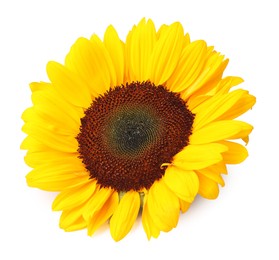 One beautiful sunflower with bright petals isolated on white