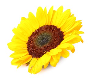 Photo of One beautiful sunflower with bright petals isolated on white