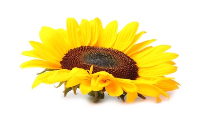 One beautiful sunflower with bright petals isolated on white