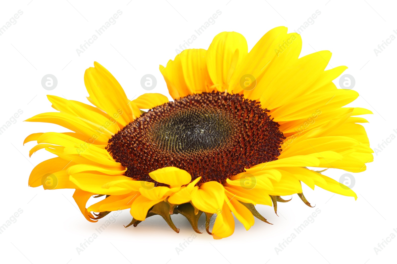 Photo of One beautiful sunflower with bright petals isolated on white