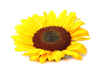 One beautiful sunflower with bright petals isolated on white