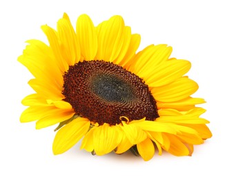 Photo of One beautiful sunflower with bright petals isolated on white