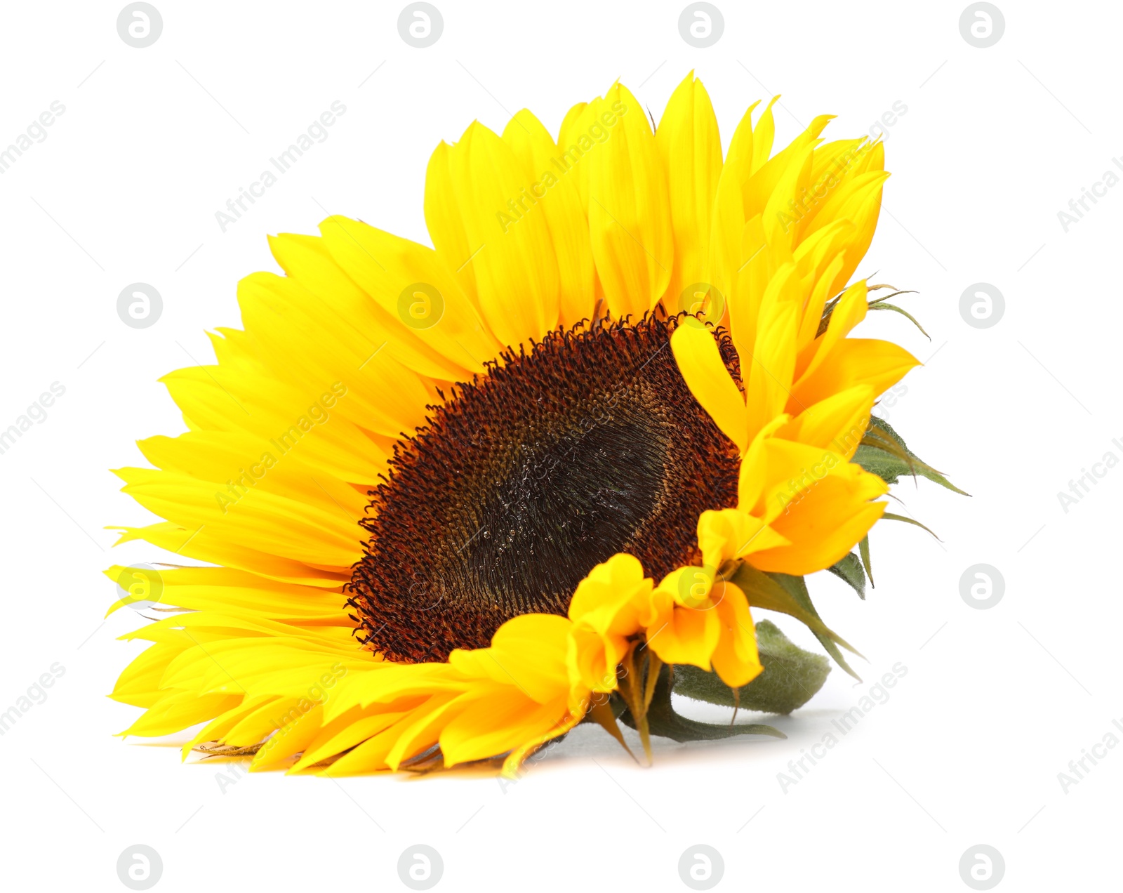 Photo of One beautiful sunflower with bright petals isolated on white