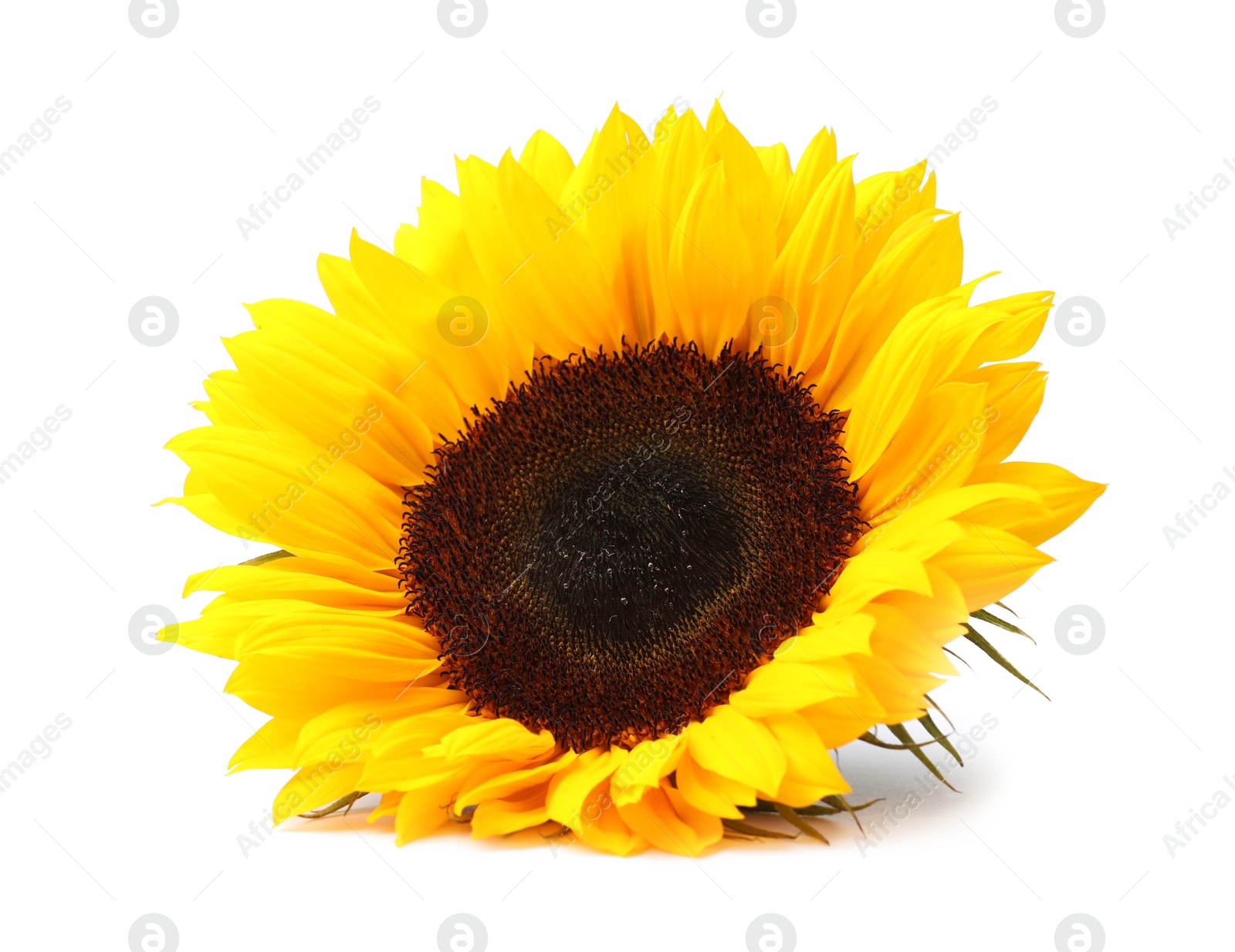 Photo of One beautiful sunflower with bright petals isolated on white