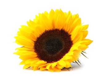 One beautiful sunflower with bright petals isolated on white