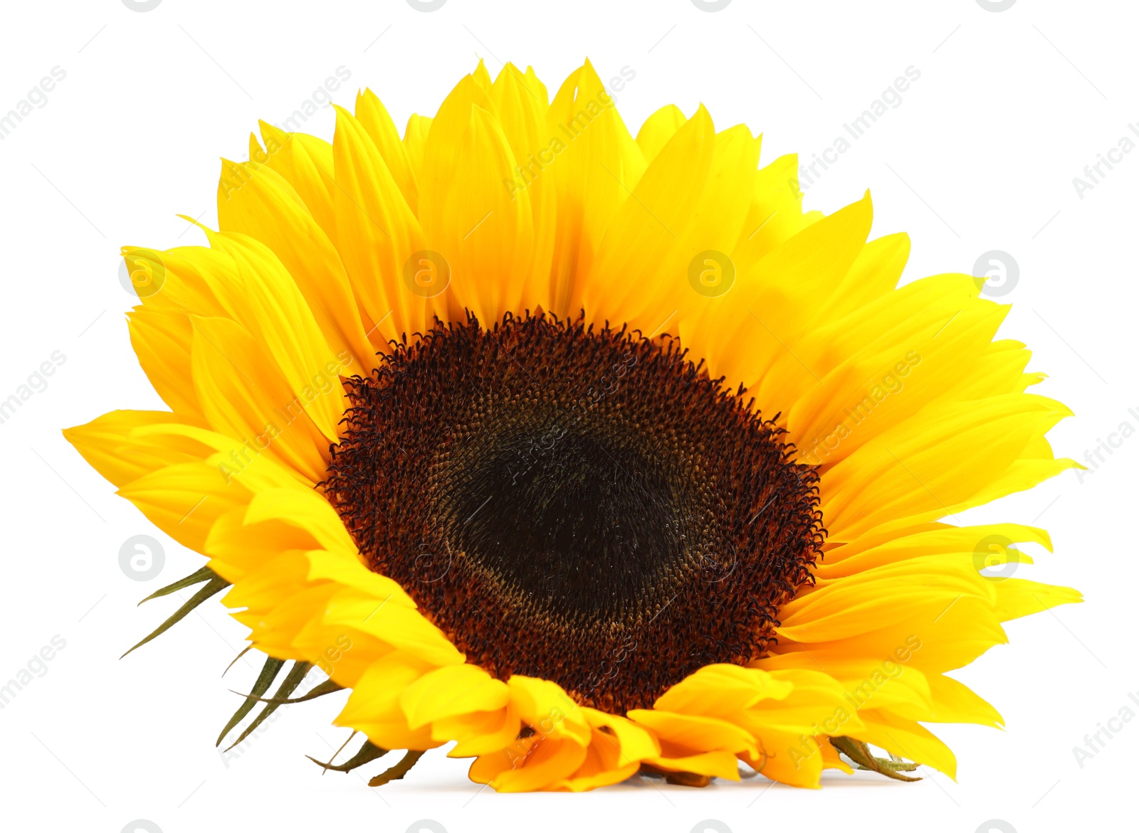 Photo of One beautiful sunflower with bright petals isolated on white